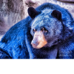 Bluey Bears