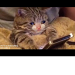 Chat hangout and talk