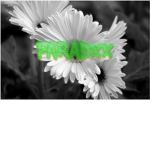 paradxx