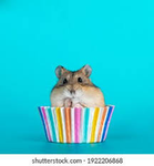 Party hamsters