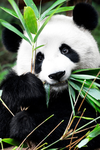 PANDA GROUP 4 LIFE!!