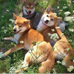 the very cool bro's
