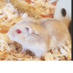 hammy love