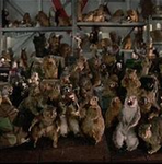 Squirrel Army..