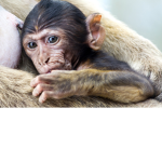 Banana monkey's