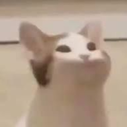 pop cat city