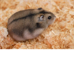 Pepper The Russian Dwarf Hamster