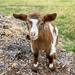 #TheGoatSquad