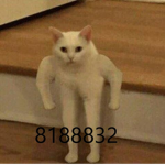 SpecialBoBux