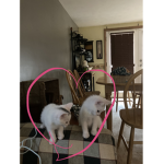 Cats and family