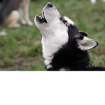 Howling huskies!