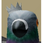 King pigeon