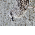 Kirikou Our School Bird