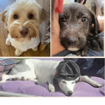 Dog squad Lilly, dougie, Ken & reg