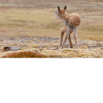 Doe a deer