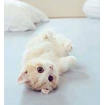 로벅스 전용 그룹