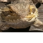 The lizard family is assembled