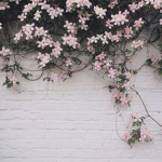 Flower hang out ;D