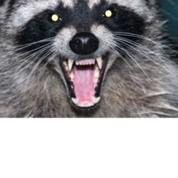 Raccoons united