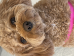 COCO COMMUNITY a.k.a My dog