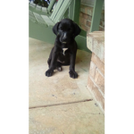 Who likes puppys!?