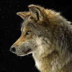 Werewolf Gods