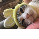 cat10