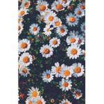 Lil’ Daises