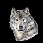cyber wolfz fan club