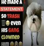 Cats and dogs 1000