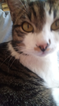 Katzen fann Gruppe