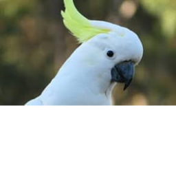 BIRD BIRB HANGOUT 5