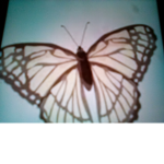 Butterflies are the best!I