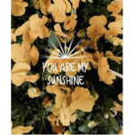 - sunshines -