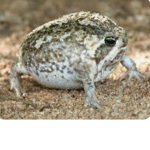 The frog FAMILY:)