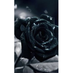 The Broken Rosess