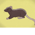 The ChickenRat official
