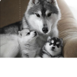 DOG ONY GROUP
