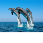 The Dolphins Jump