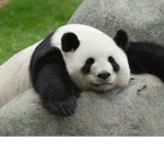 THE MAJESTIC PANDA CLUB
