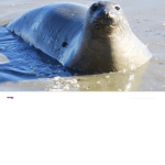 Seals rain supreme