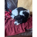A Dog’s Shine