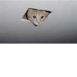 CeilingCat club