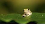 Fabulous ffrogs