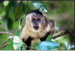 We Are The Monke’s