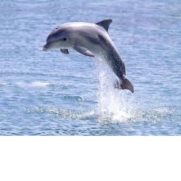 Dolphino Club