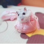 Hamsters rule club