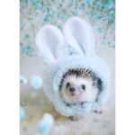 Lucy’s Hedgehog Squad