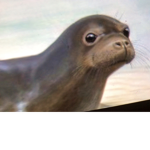 SEAL SQUAD ORF ORF *FLOP*