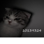 Roarad14.